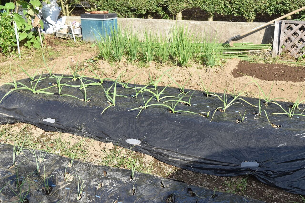 そら豆植え付け エンドウ種まき 玉ねぎ植え 家庭菜園gogo日記 ゑの畑日記