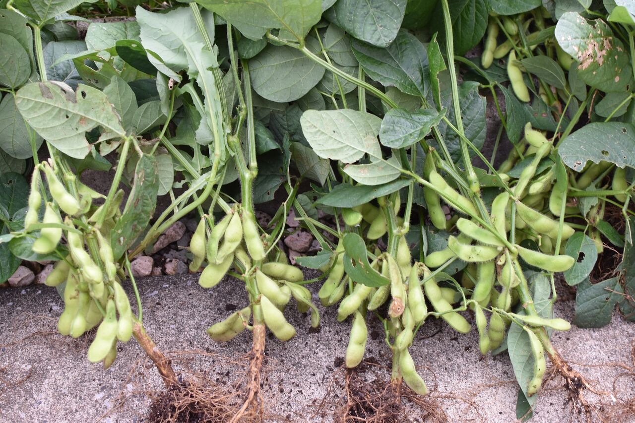 枝豆収穫 マルチ 二本植え 密集 トンネルなし 家庭菜園gogo日記 ゑの畑日記