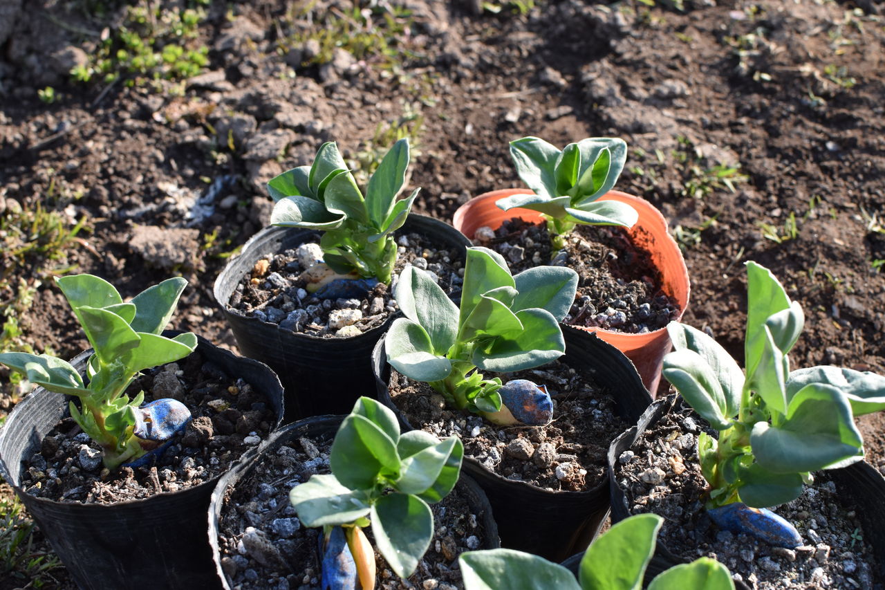 ライ麦ライ太郎種まき わさびの花 家庭菜園gogo日記 ゑの畑日記