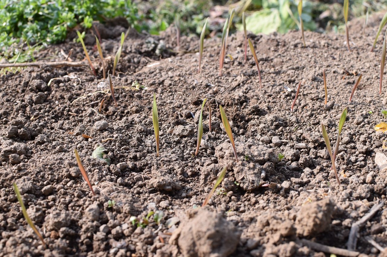 ライ麦ライ太郎 家庭菜園gogo日記 ゑの畑日記
