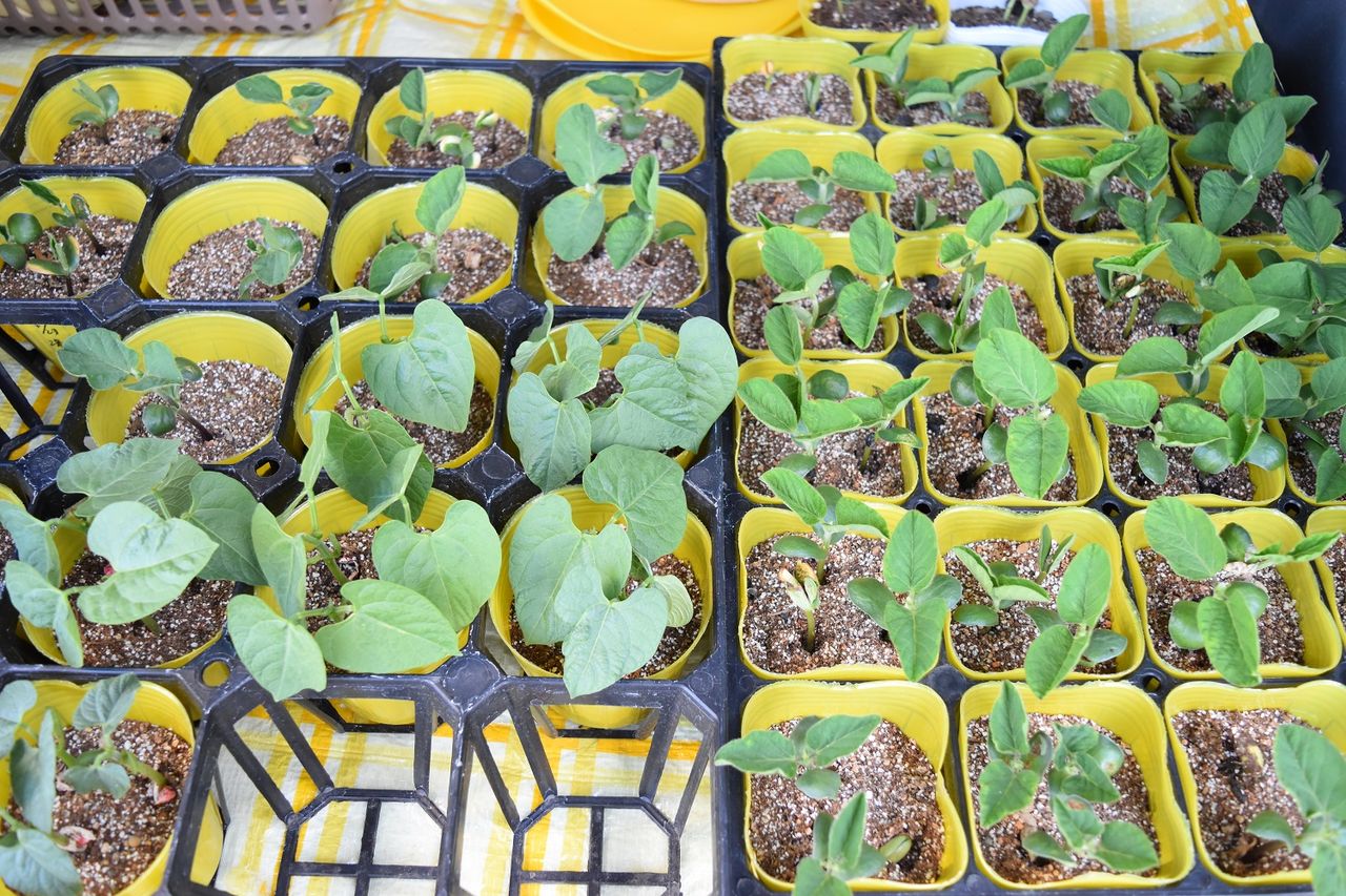 インゲン 枝豆ブラックパワー植え付け 家庭菜園gogo日記 ゑの畑日記 インゲン 枝豆ブラックパワー植え付け 家庭菜園gogo日記 ゑの畑日記