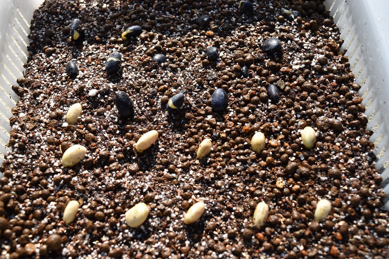 枝豆 土中緑化 そらまめ 家庭菜園gogo日記 ゑの畑日記