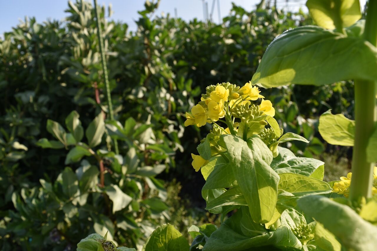 枝豆種まき そら豆栽培 いちご露地栽培 家庭菜園gogo日記 ゑの畑日記