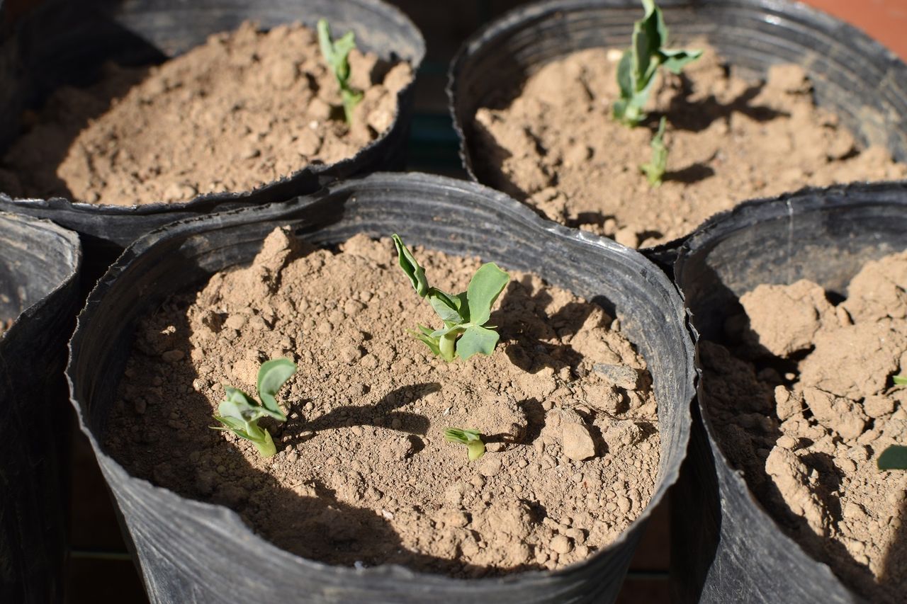 ライ麦ライ太郎 家庭菜園gogo日記 ゑの畑日記