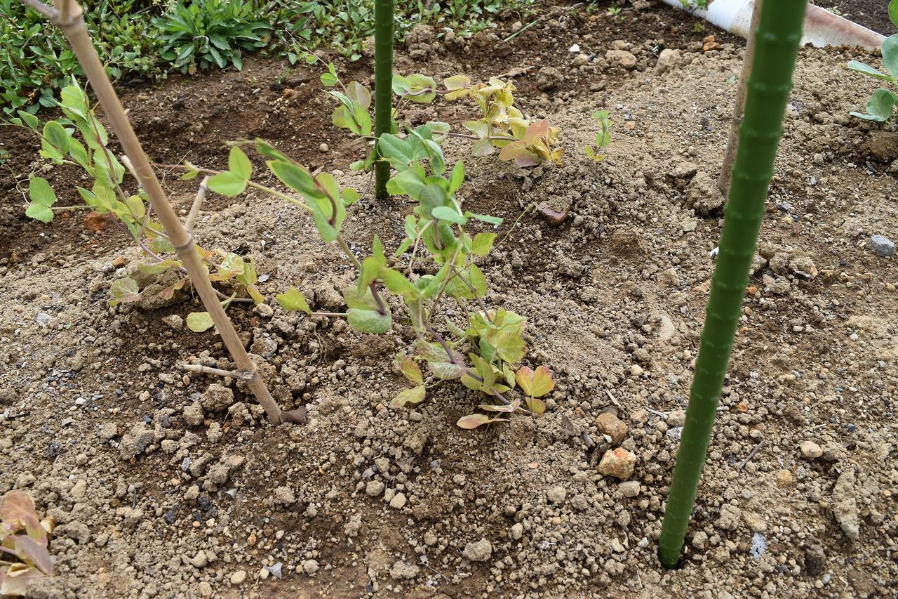 土壌改良 スナックエンドウ元気ない 落花生 枝豆 家庭菜園gogo日記 ゑの畑日記 土壌改良 スナックエンドウ元気ない 落花生 枝豆 家庭菜園gogo日記 ゑの畑日記