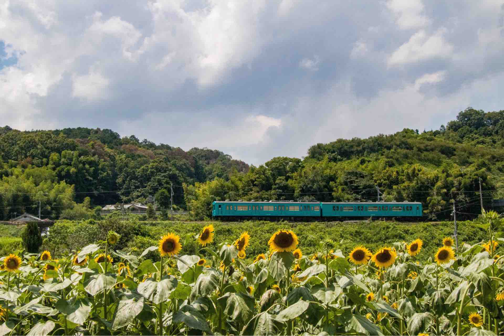 五條市上野町ひまわり園 Horibonpapaのブログ