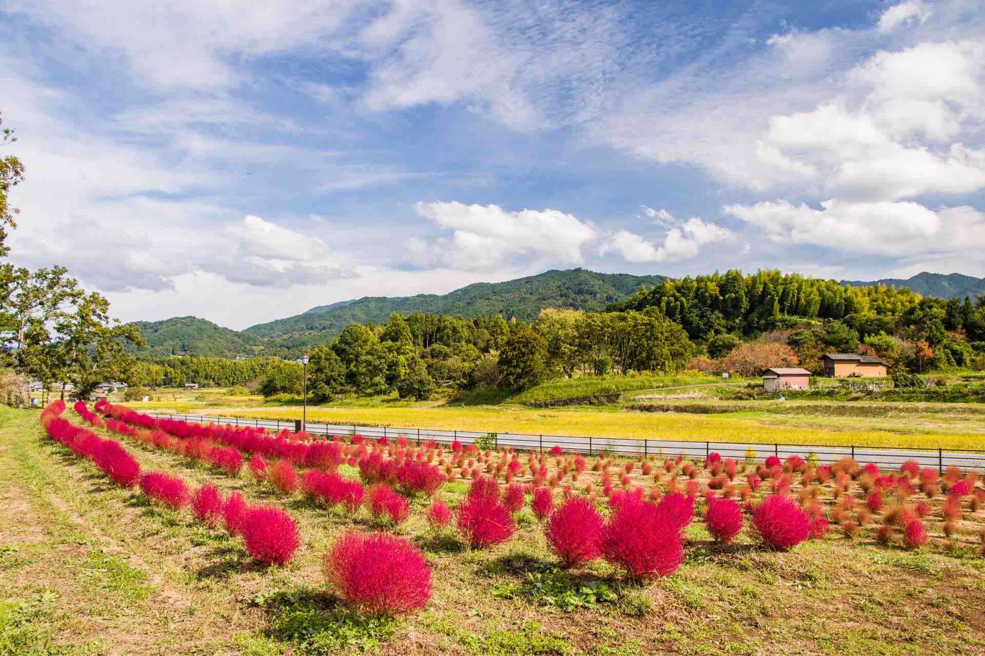 飛鳥歴史公園甘樫丘地区川原 コキア Horibonpapaのブログ