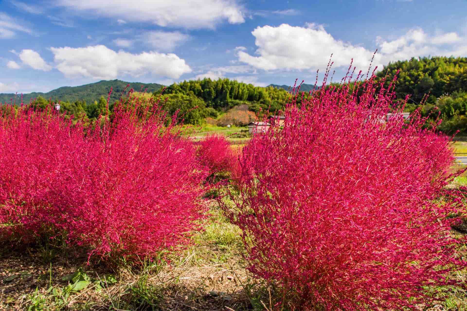 飛鳥歴史公園甘樫丘地区川原 コキア Horibonpapaのブログ