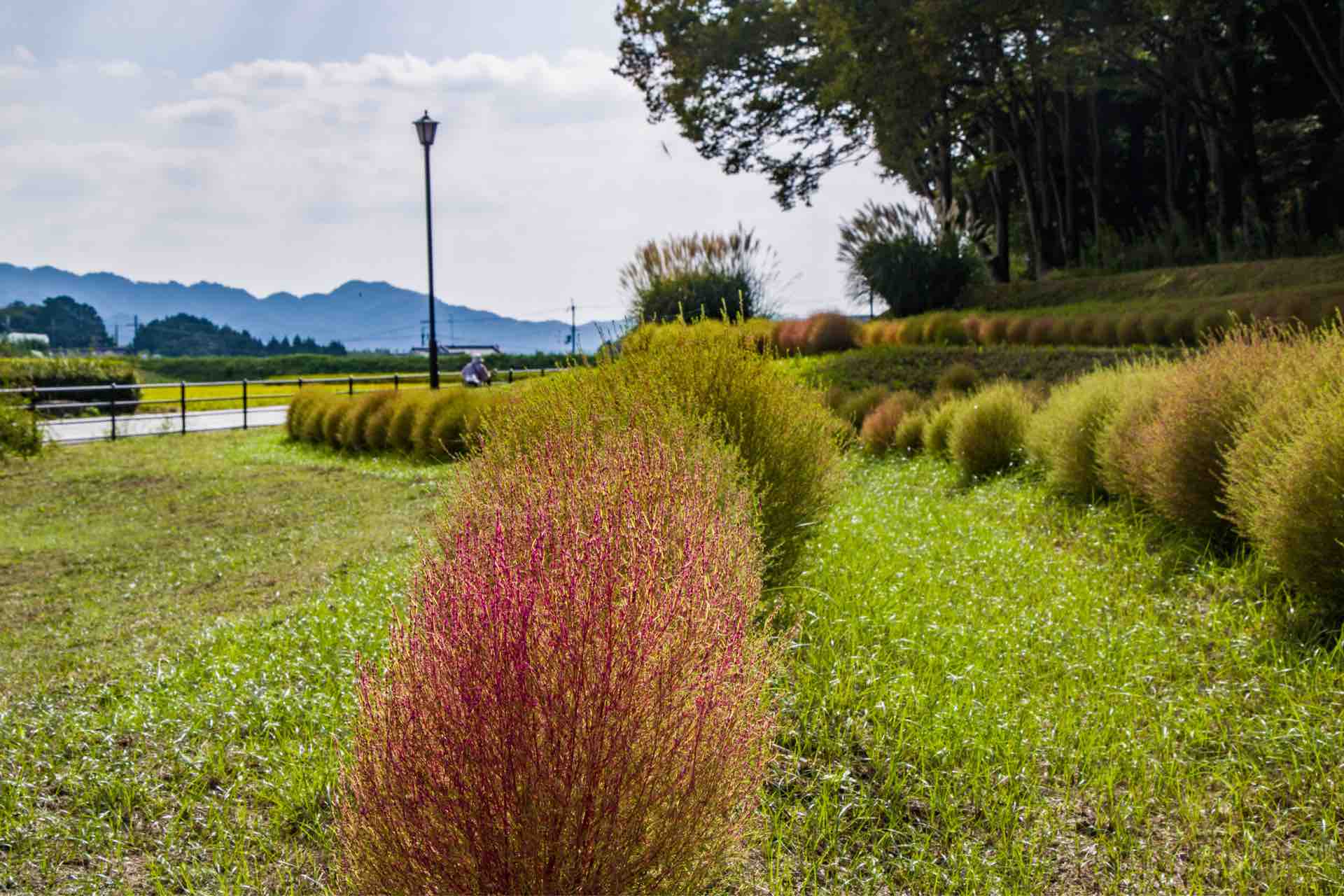 明日香村甘樫丘地区川原 コキア Horibonpapaのブログ