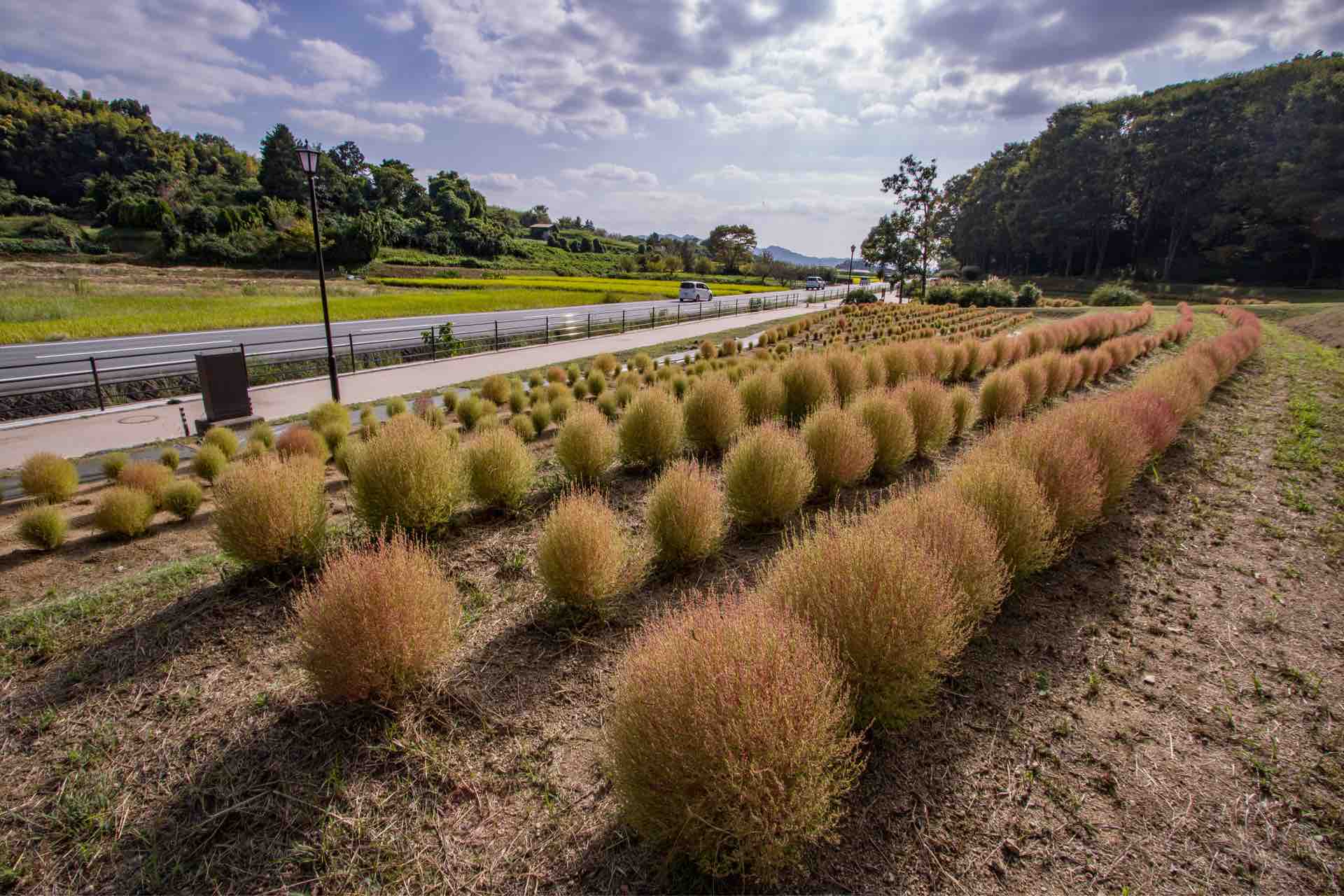 明日香村甘樫丘地区川原 コキア Horibonpapaのブログ