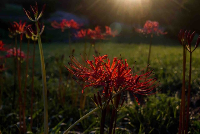 馬見丘陵公園 彼岸花 Horibonpapaのブログ