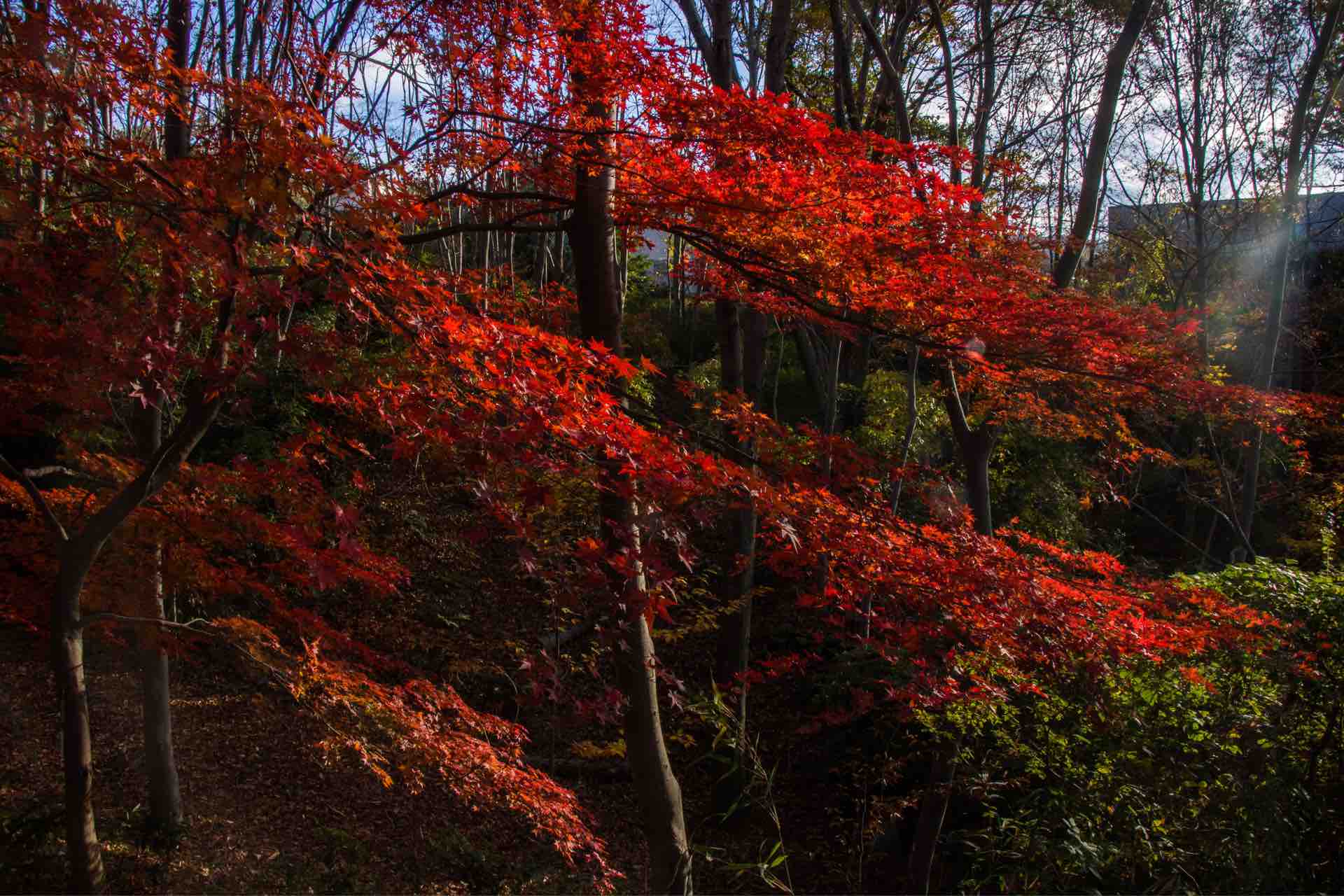 大阪市立大学理学部附属植物園の紅葉 Horibonpapaのブログ