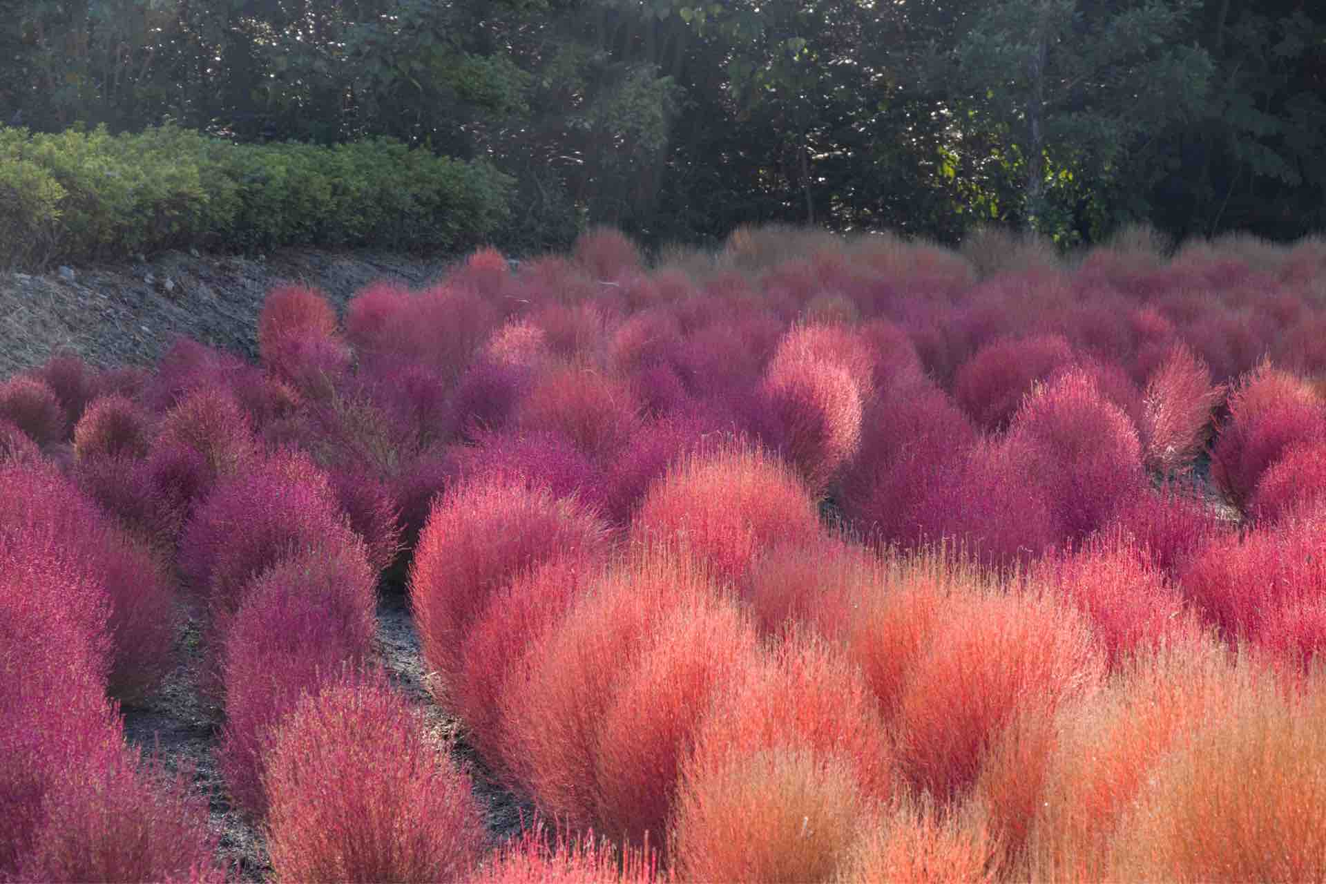 馬見丘陵公園 コキアが枯れてる Horibonpapaのブログ