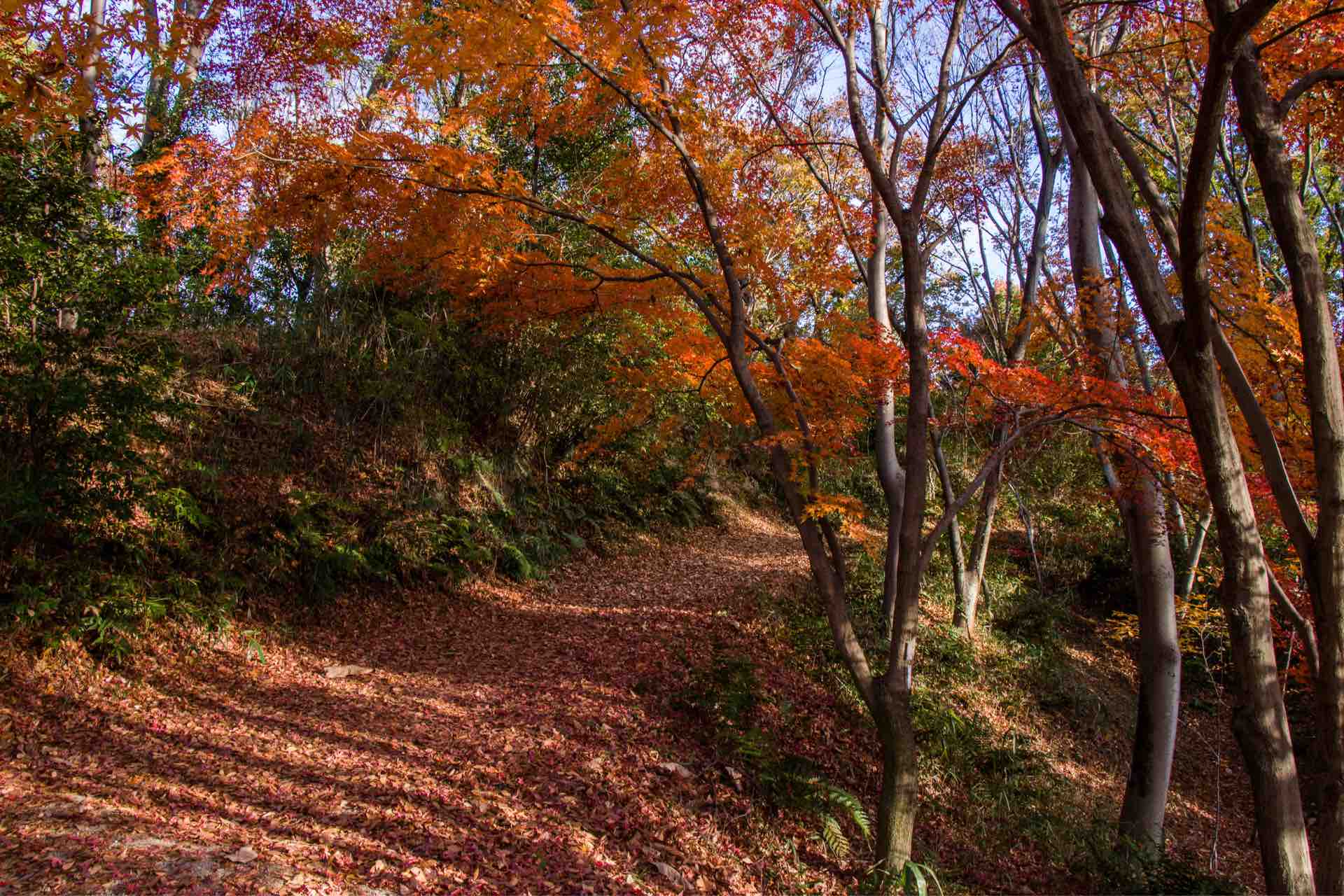 大阪市立大学理学部附属植物園の紅葉 Horibonpapaのブログ