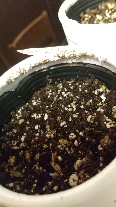 レモンバームふたたび Coffee Moat Subblog