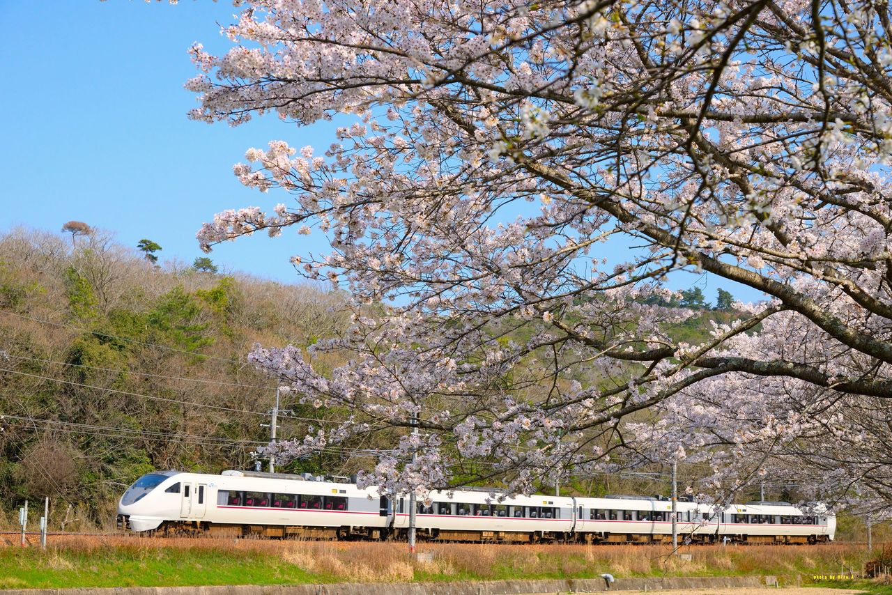 鉄道模型風景 鉄道と桜の風景、愛媛県、引き取り限定 鉄道模型風景 鉄道と桜の風景、愛媛県宇和島、引き取り限定 鉄道模型
