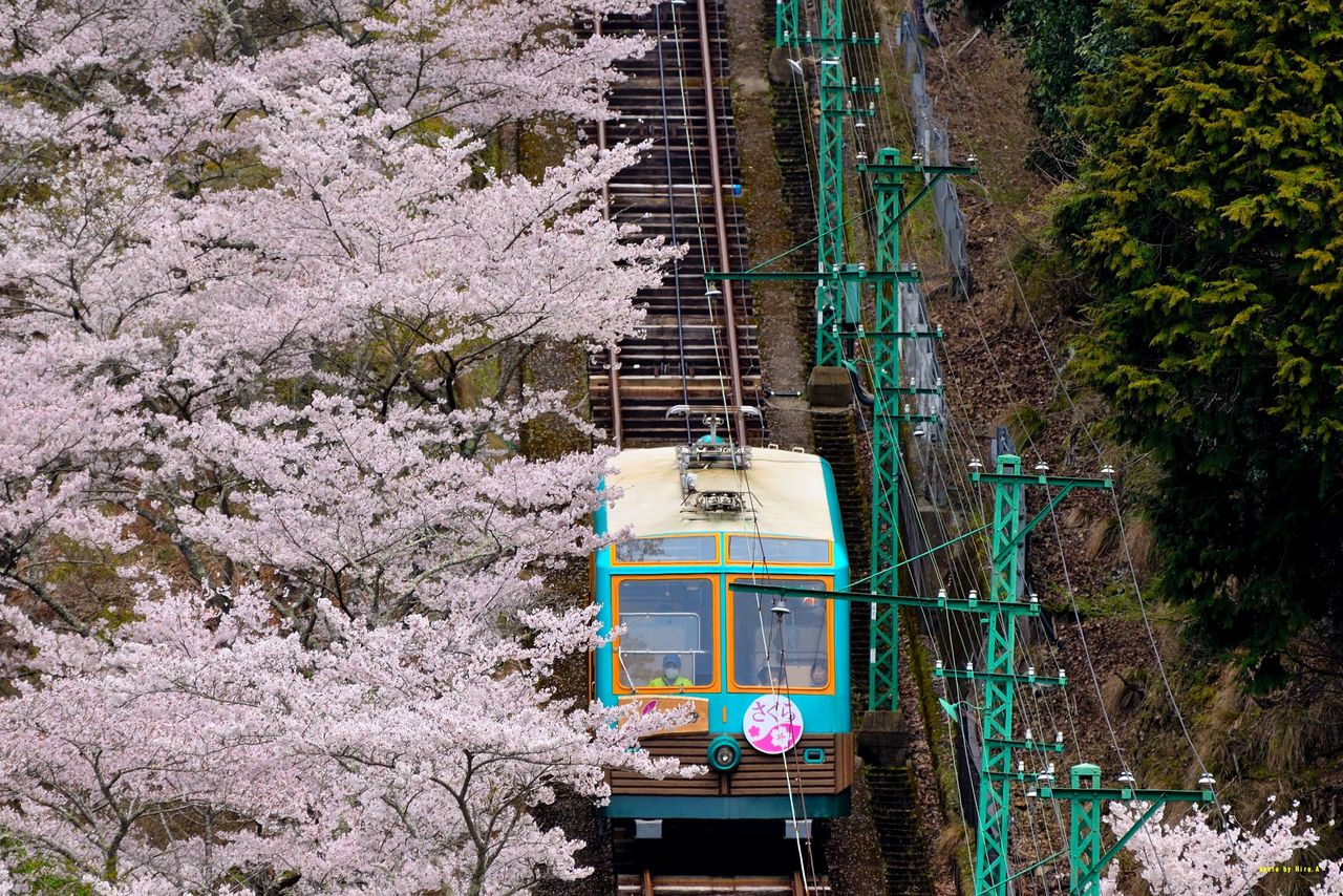 鉄道模型風景 鉄道と桜の風景、愛媛県、引き取り限定 鉄道模型風景 鉄道と桜の風景、愛媛県、引き取り限定 鉄道模型