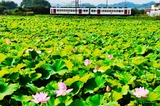 ハスの花と「いちご電車」