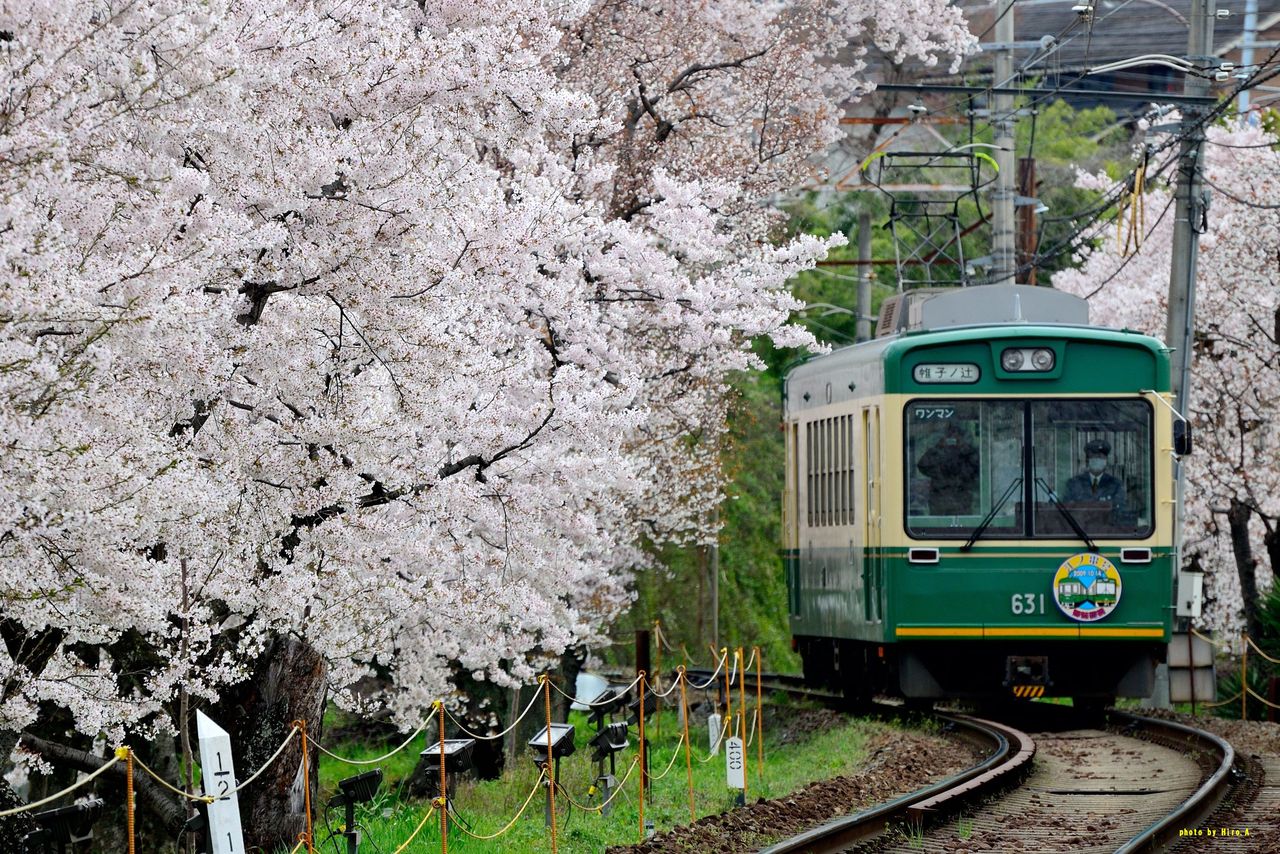 京都の桜と鉄道撮影記