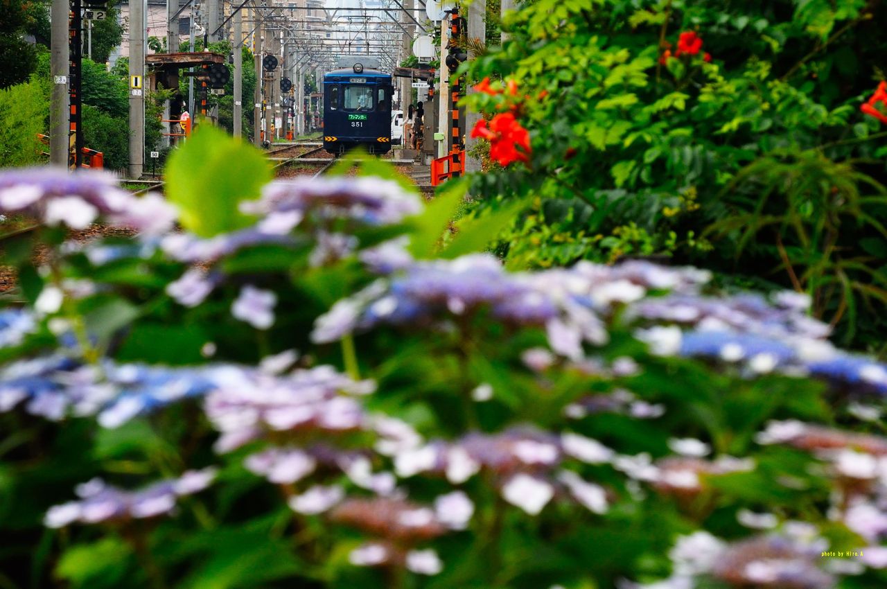 紫陽花と鉄道撮影記 安達司法書士 Comブログ