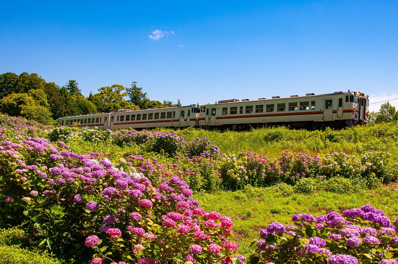 紫陽花の紀勢線 三岐鉄道撮影記 安達司法書士 Comブログ 紫陽花の紀勢線 三岐鉄道撮影記 安達司法書士 Comブログ