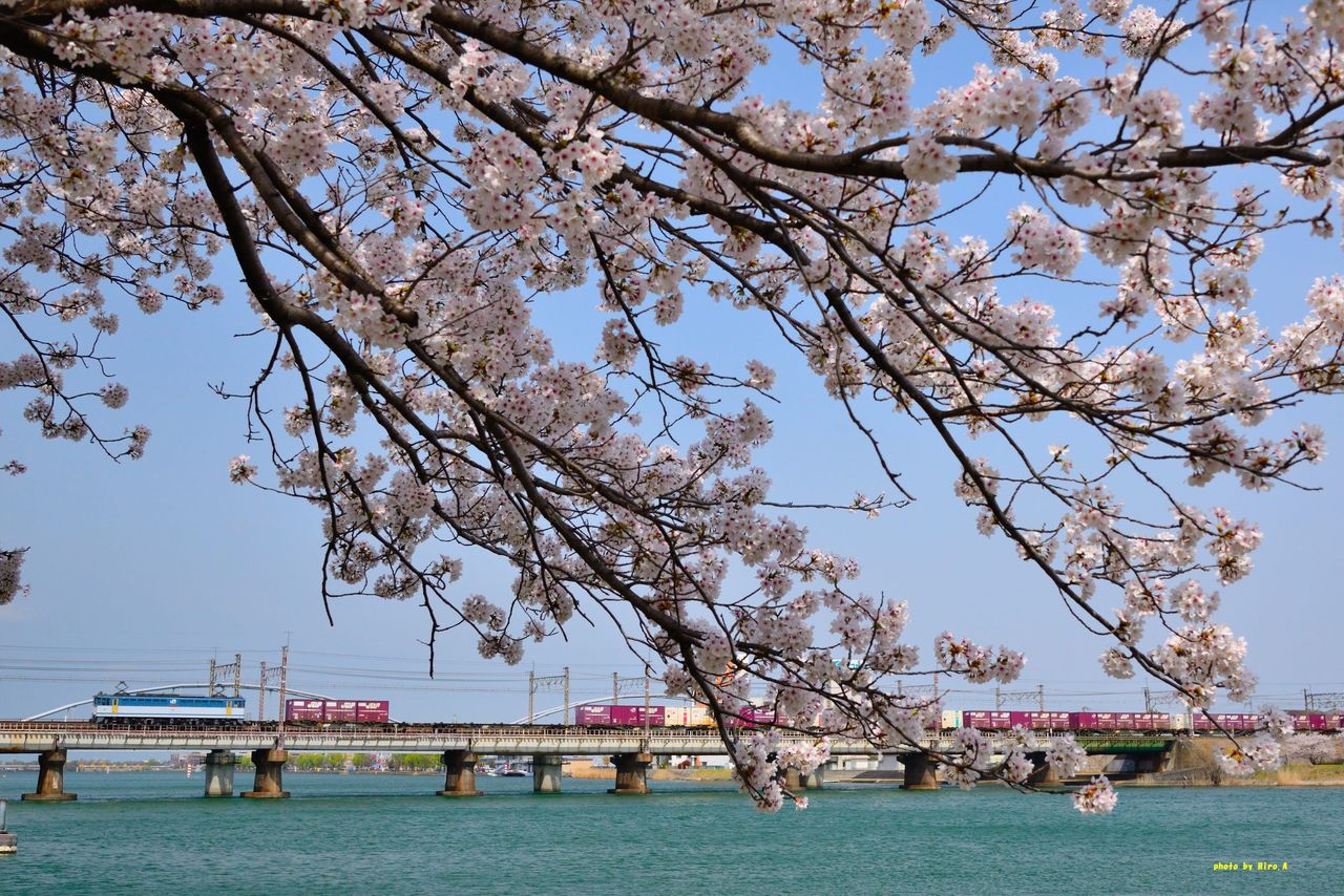 桜の鉄道風景撮影記 : 安達司法書士.comブログ 桜の鉄道風景撮影記 : 安達司法書士.comブログ
