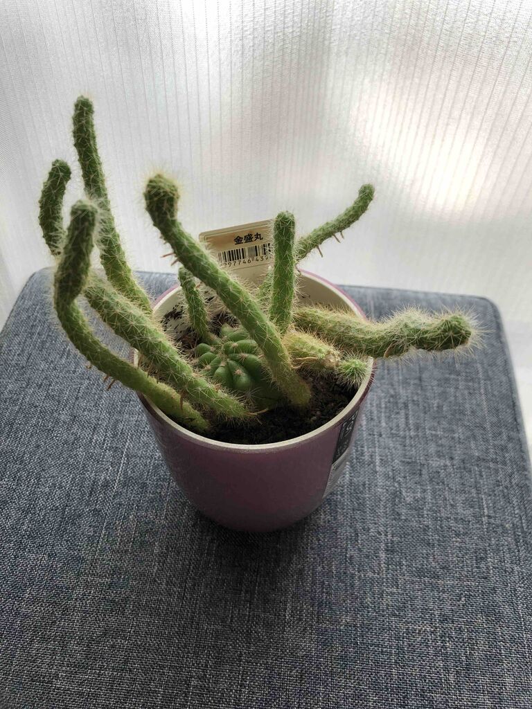 金盛丸がヤマタノオロチに いつかきっと