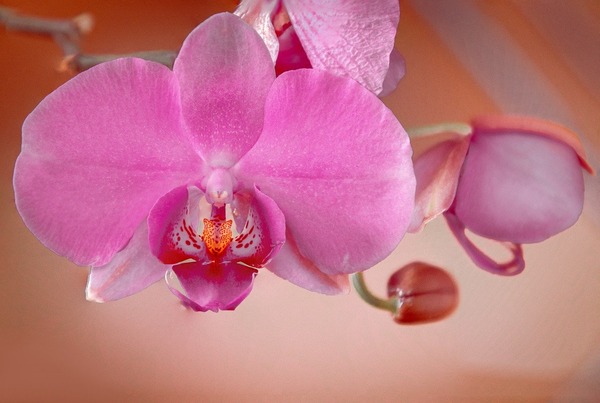 orchid-8470045_1280