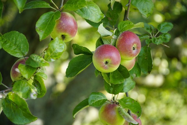 apples-8306677_1280