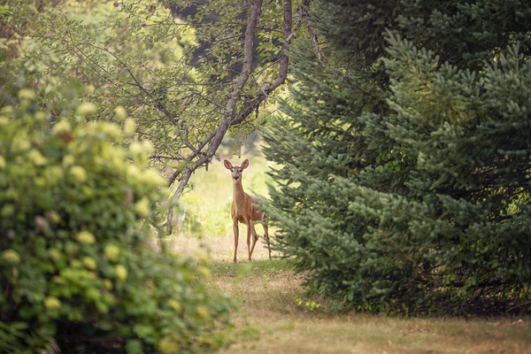 roe-deer-5502246_1920