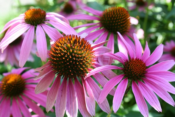 coneflower-141742_1920