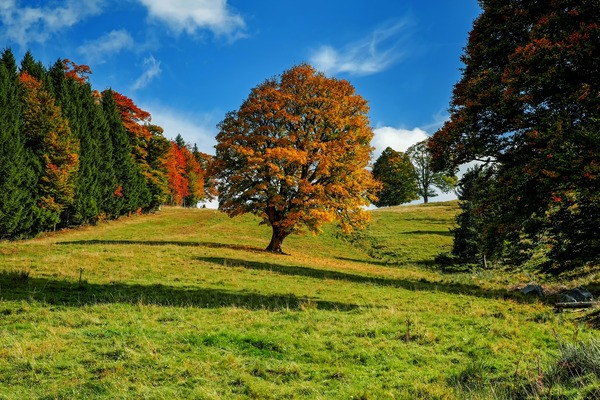 tree-3601248_1920