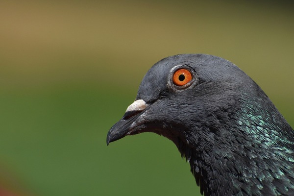 pigeon-5329074_1920