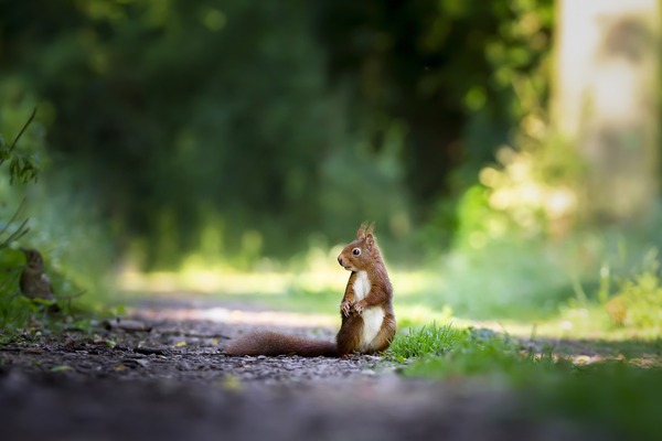 squirrel-4515962_1920