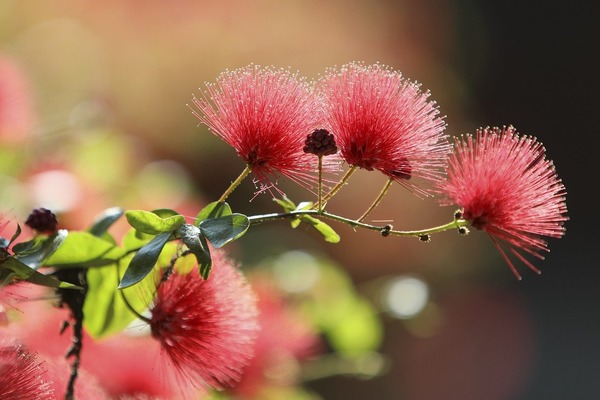 bottlebrushes-7947303_1280