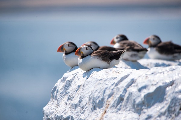 puffins-gf855e9372_1920