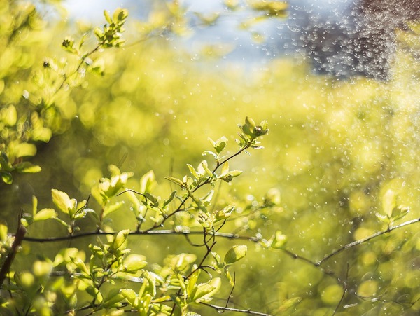 tree-5134336_1920