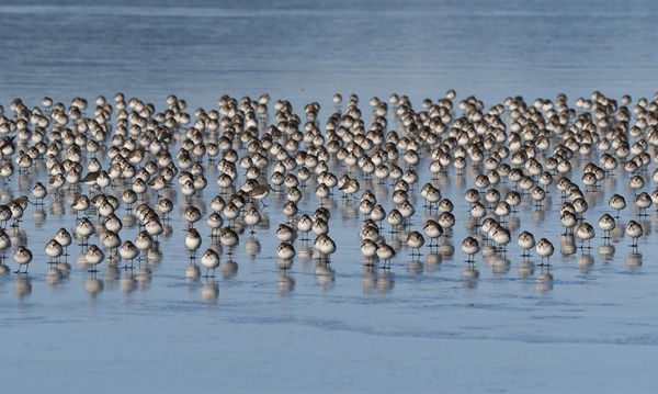 sandpipers-g41d2b2f5e_1920