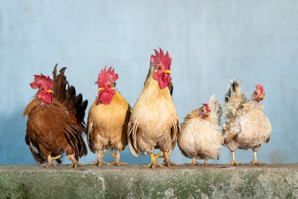 chicken-gdf6784604_1920