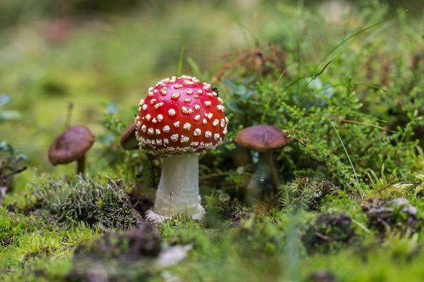 mushroom-g46fa42e50_1920