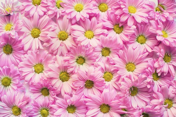 pink-daisies-2121591_1920