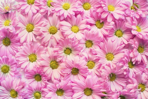 pink-daisies-2121591_1920