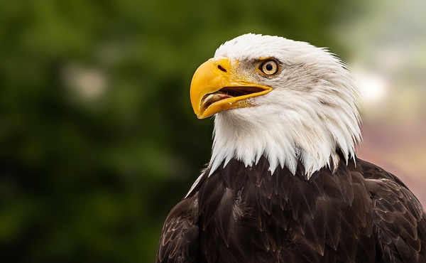 bald-eagle-5657154_1920