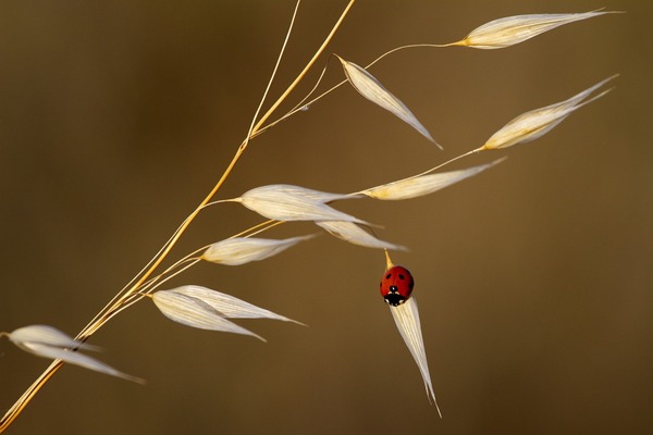 ladybug-g866d3f84b_1920