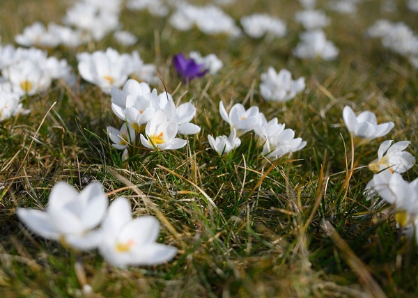 crocus-6137701_1920