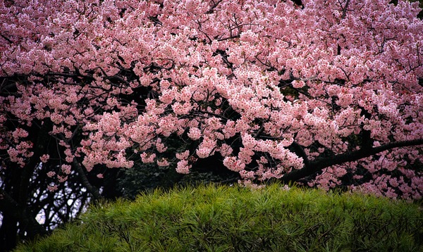cherry-blossom-5409064_1920