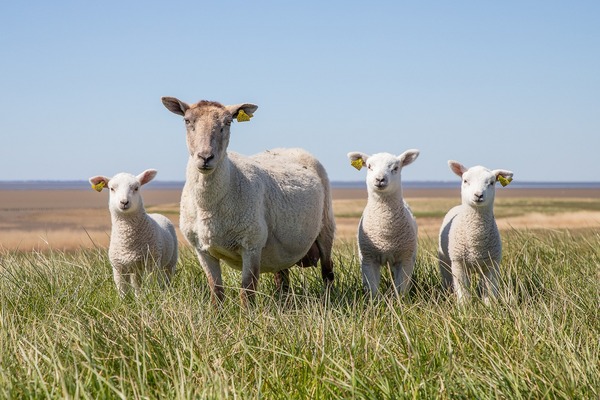 sheep-5078377_1920