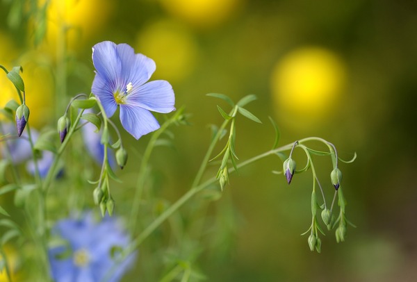 blue-flax-4897655_1920