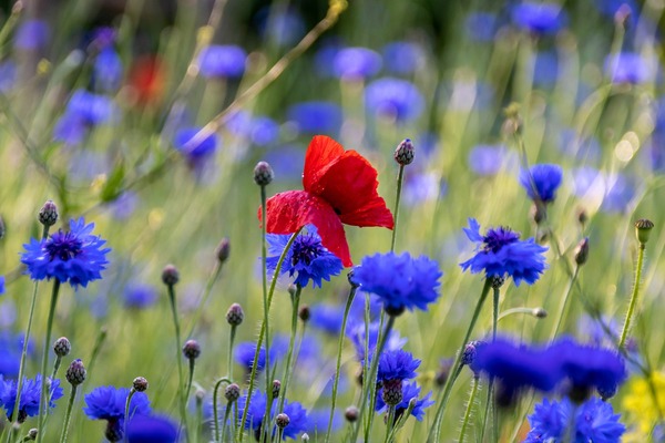 poppy-5270458_1920