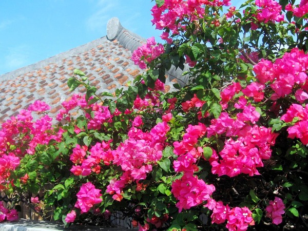 ishigaki-island-1276616_1920
